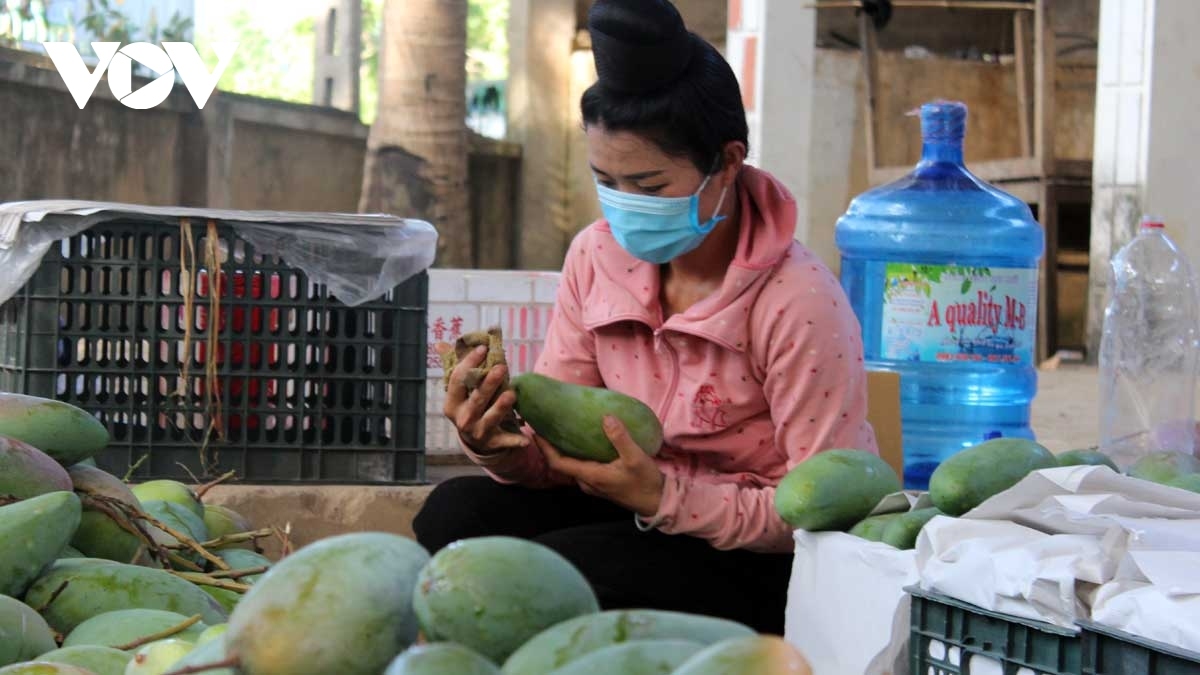 Farmers are eager to harvest and package mangoes for export to Chinese market