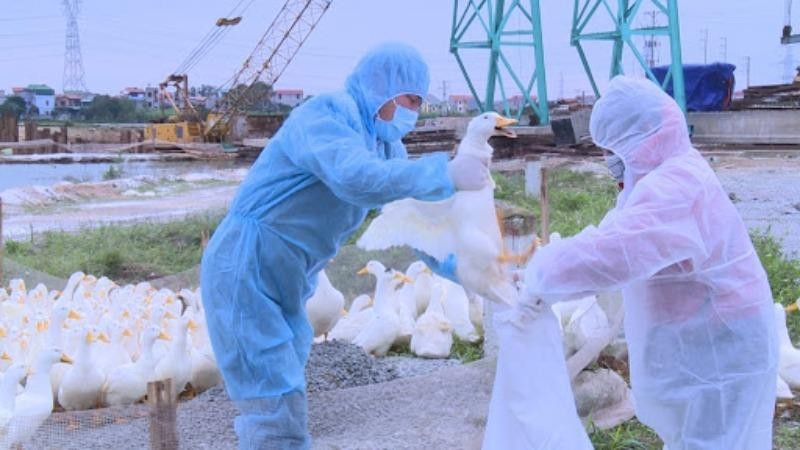 Culling poultry infected with influenza virus strain H5N8 in Vietnam. (Photo: Danviet)