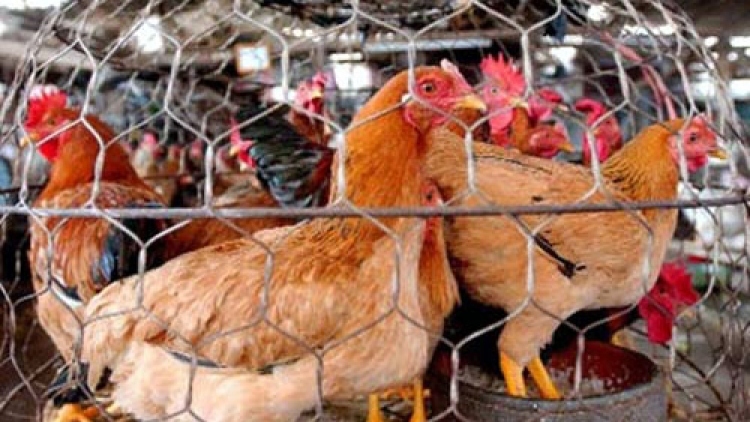 2,528 fowls are culled throughout July in Hanoi following two separate outbreaks of the A/H5N8 bird flu.