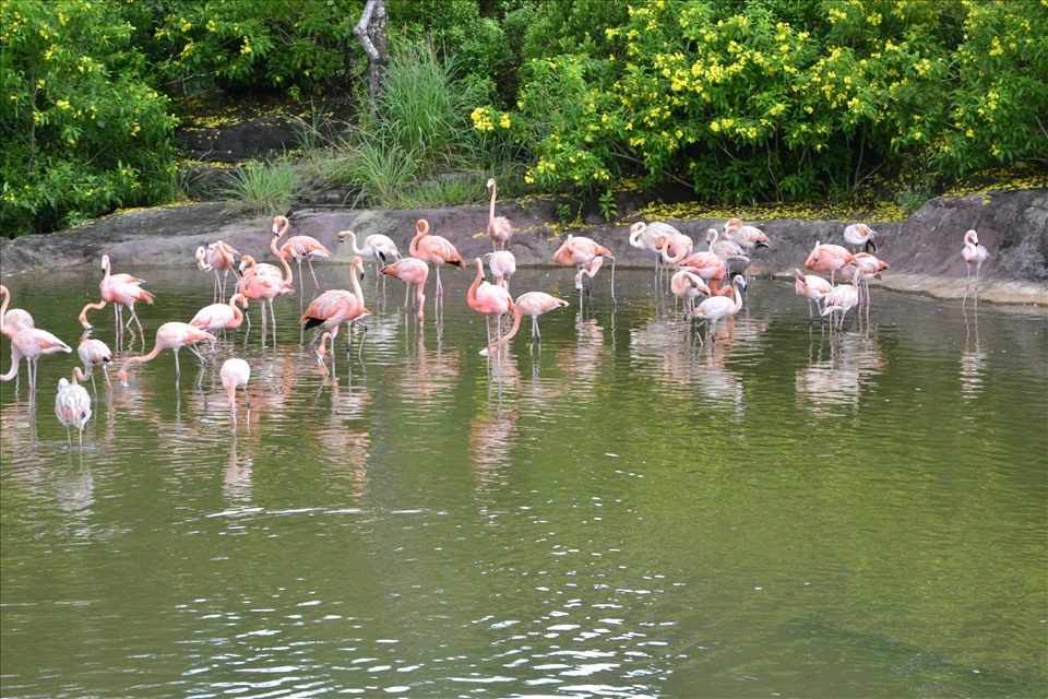 As the first open zoo in Vietnam, the Vinpearl Safari Animals Care and Conservation Park (Safari Phu Quoc) is widely viewed as one of the most exciting destinations for those looking for adventurous and strange feelings.