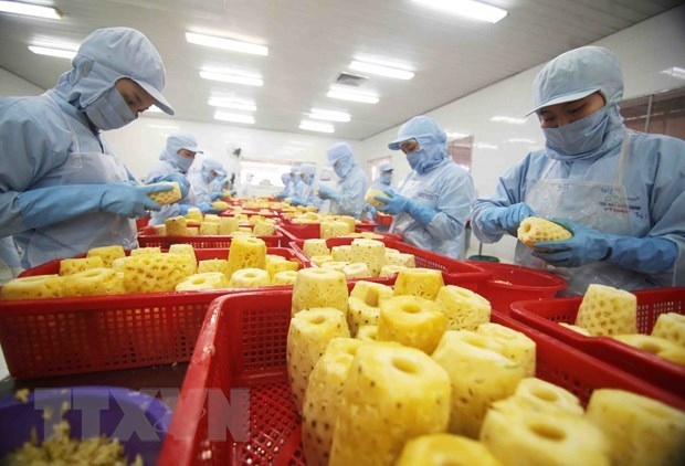 Processing canned pineapple products for export at a factory of An Giang Agricultural Import-Export JSC
