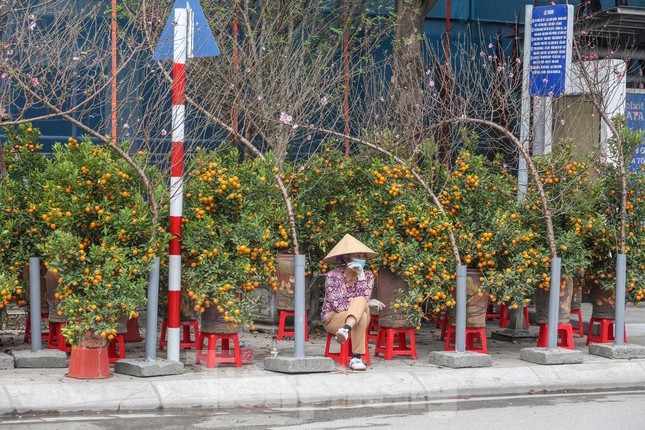 Kumquat and peach trees are an indispensable item for the traditional Lunar New Year festival. Such festive trees are now put on sale along Lac Long Quan street over the weekend, bringing a festive atmosphere to local residents.