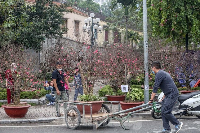 Traders have been busy carrying peach and kumquat trees to the market over recent days.