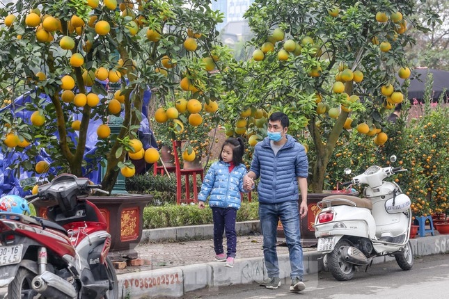 Like in previous years, this year gardeners offer pomelo trees costing up to dozens of millions of VND.