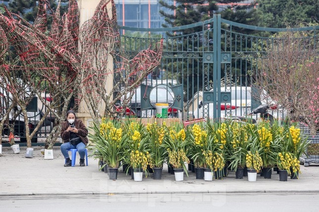 Orchids are one of the most popular ornamental trees for home decorations every Tet.