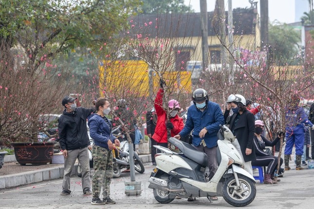 The favourable weather conditions help to allow the peach and kumquat trees to fully bloom so they are ready to welcome in the Tet festival.