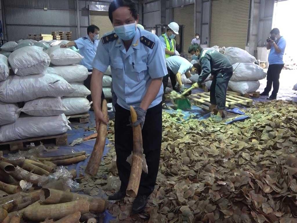 Da Nang customs seizes nearly 7 tonnes of ivory and pangolin scales (Photo: Thanh Nien (Youth) newspaper