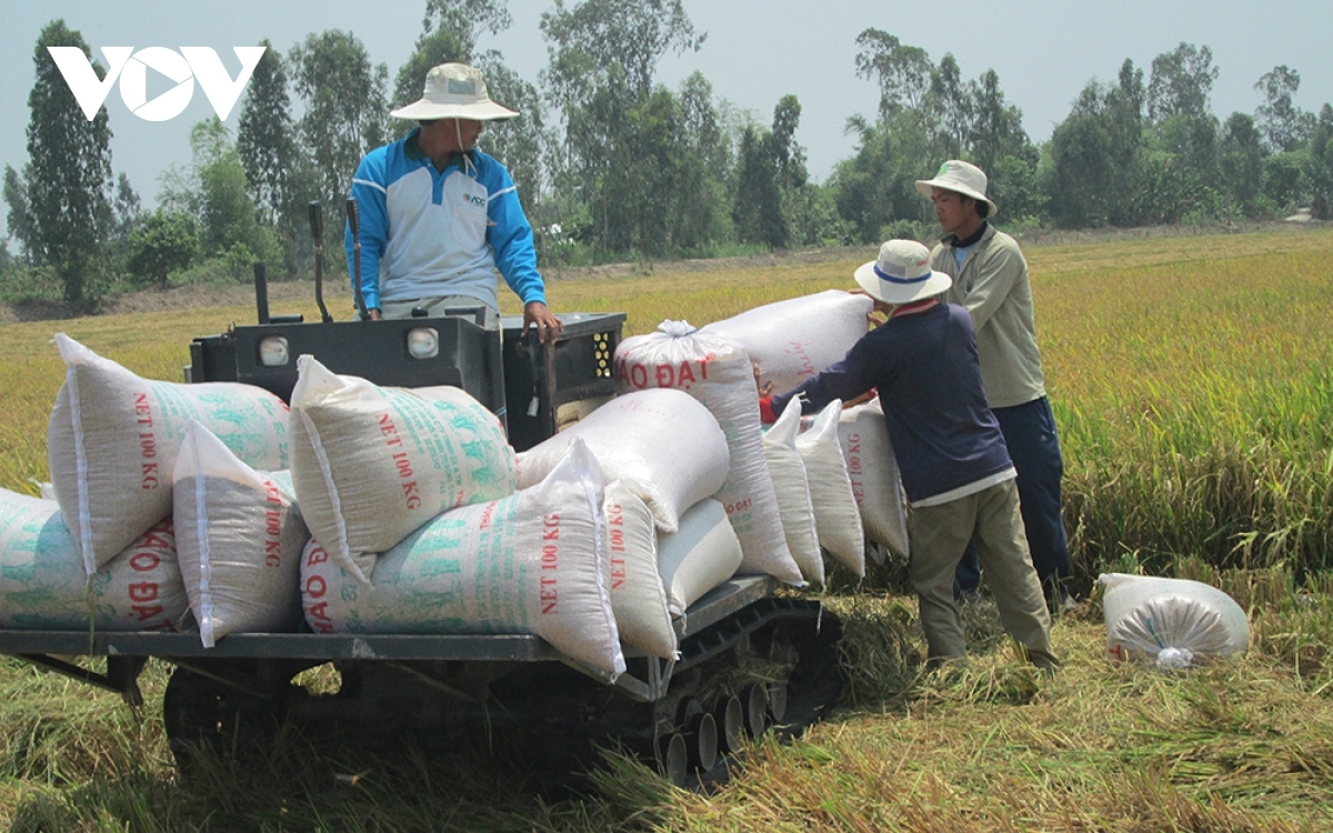 Vietnamese businesses exported nearly 6 million tonnes of rice, earning more than US$3 billion by mid-December 2021