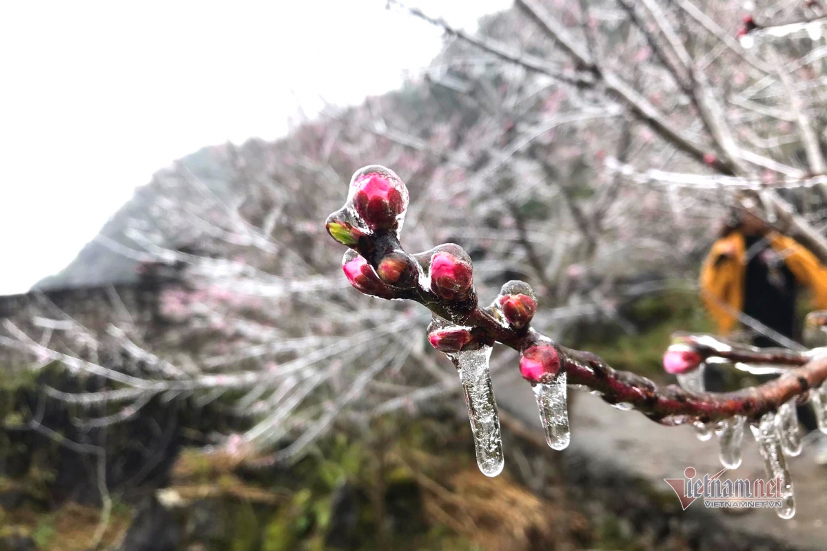 In Ha Giang province, frost starts setting in Dong Van district from February 20 with the temperature dropping to -1 degrees Celsius.