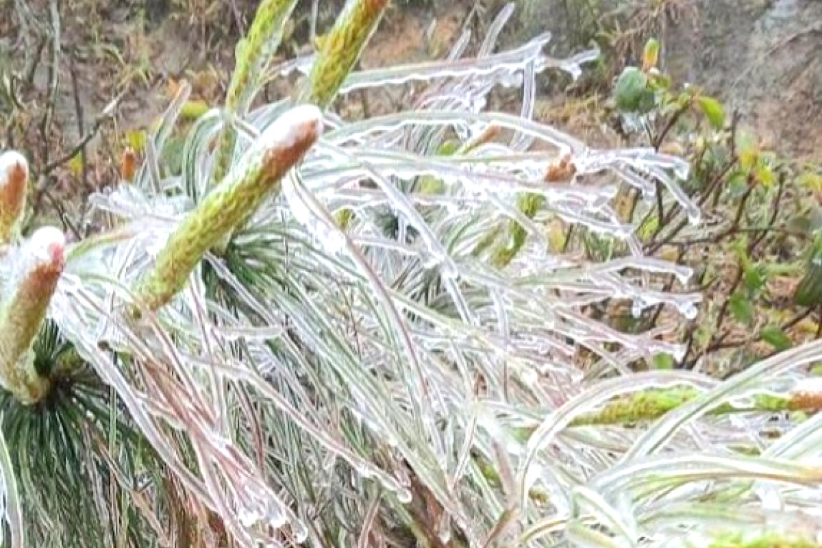 Frost appears on the peak of Cao Ly and Cao Son mountains in Binh Lieu district.