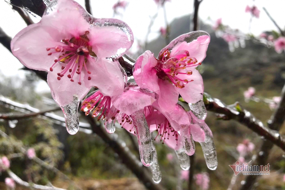 Large icicles can be seen hanging from peach trees laden with blossoms in Dong Van district of Ha Giang province.