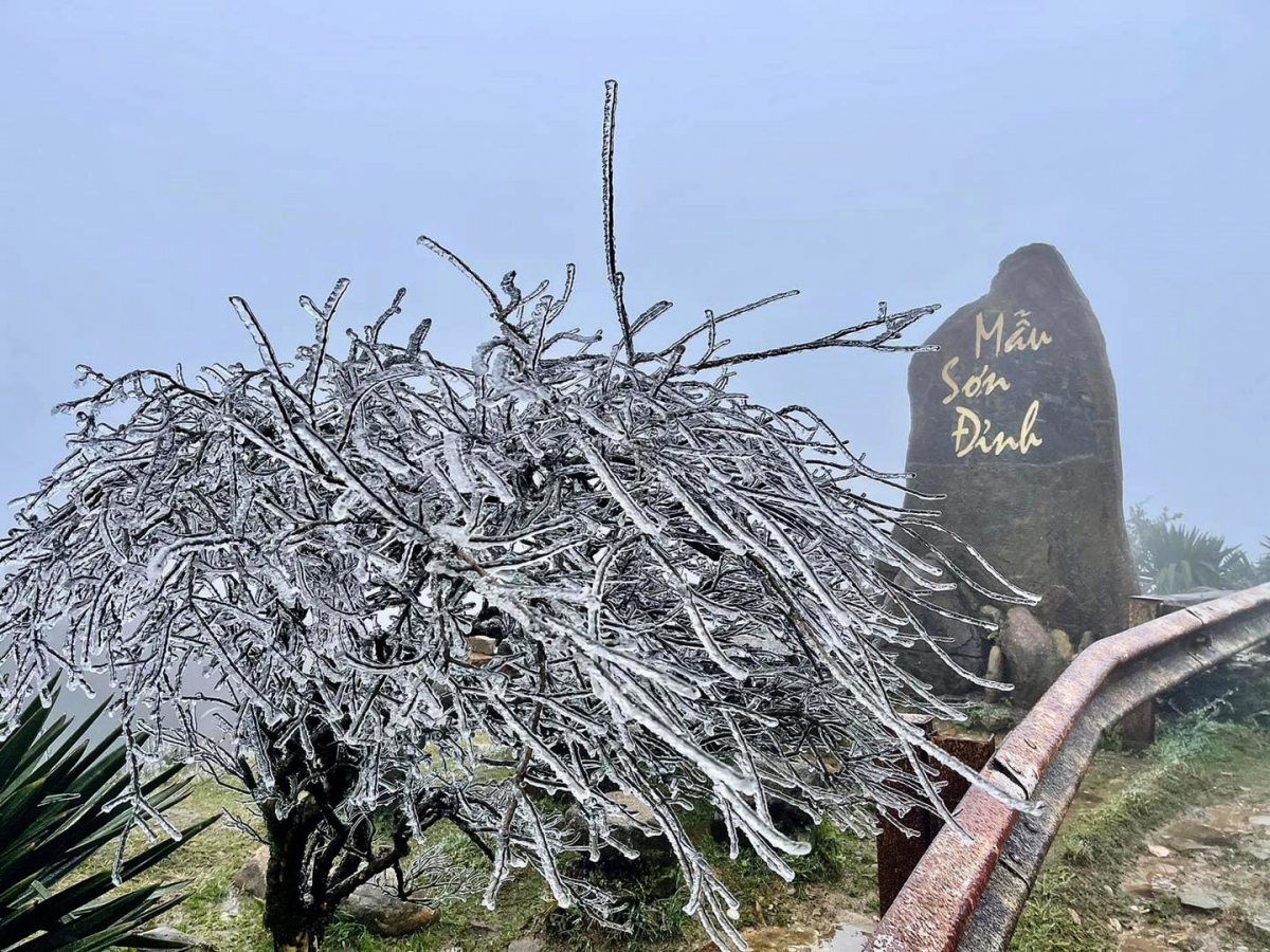 Frost starts forming on plants atop Mau Son mountain in Lang Son province on February 21.