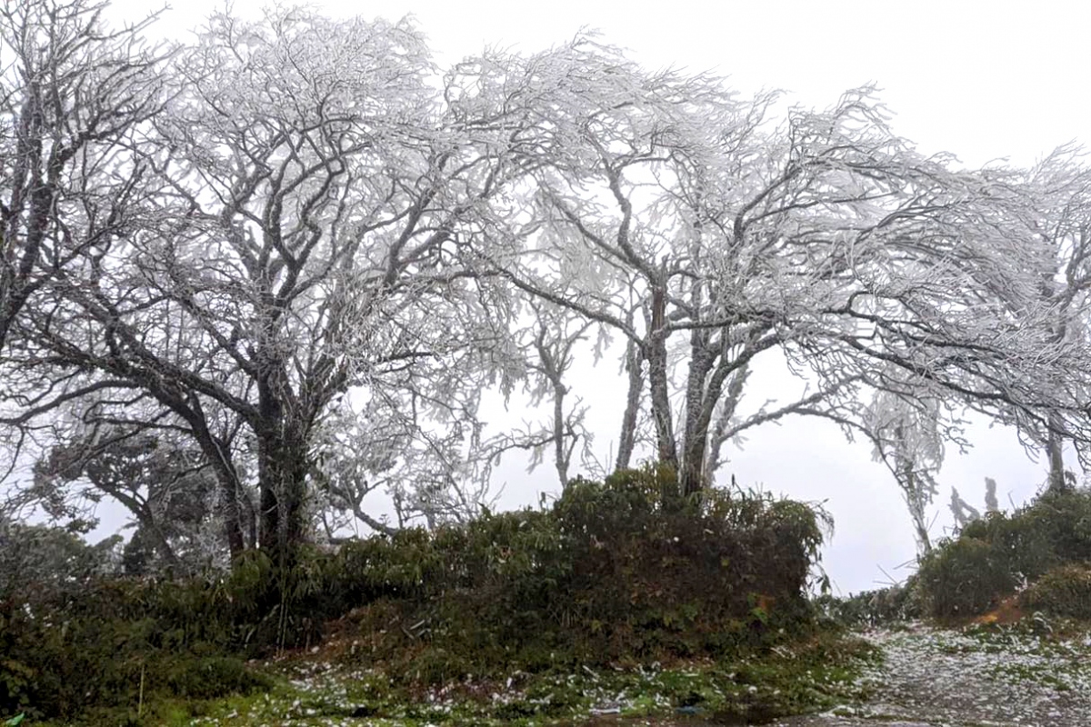 The layer of ice grows thicker after temperatures in Phia Oac mountain peak in Cao Bang province drop to below zero degrees Celsius.