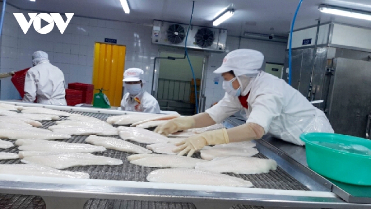 Processing pangasuis fillets for export. 
