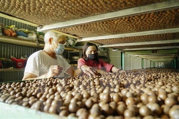 Macadamia processing