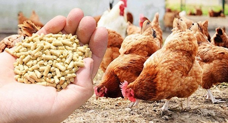 Animal feed exports to the US rise sharply in March (Photo: congthuong.vn)