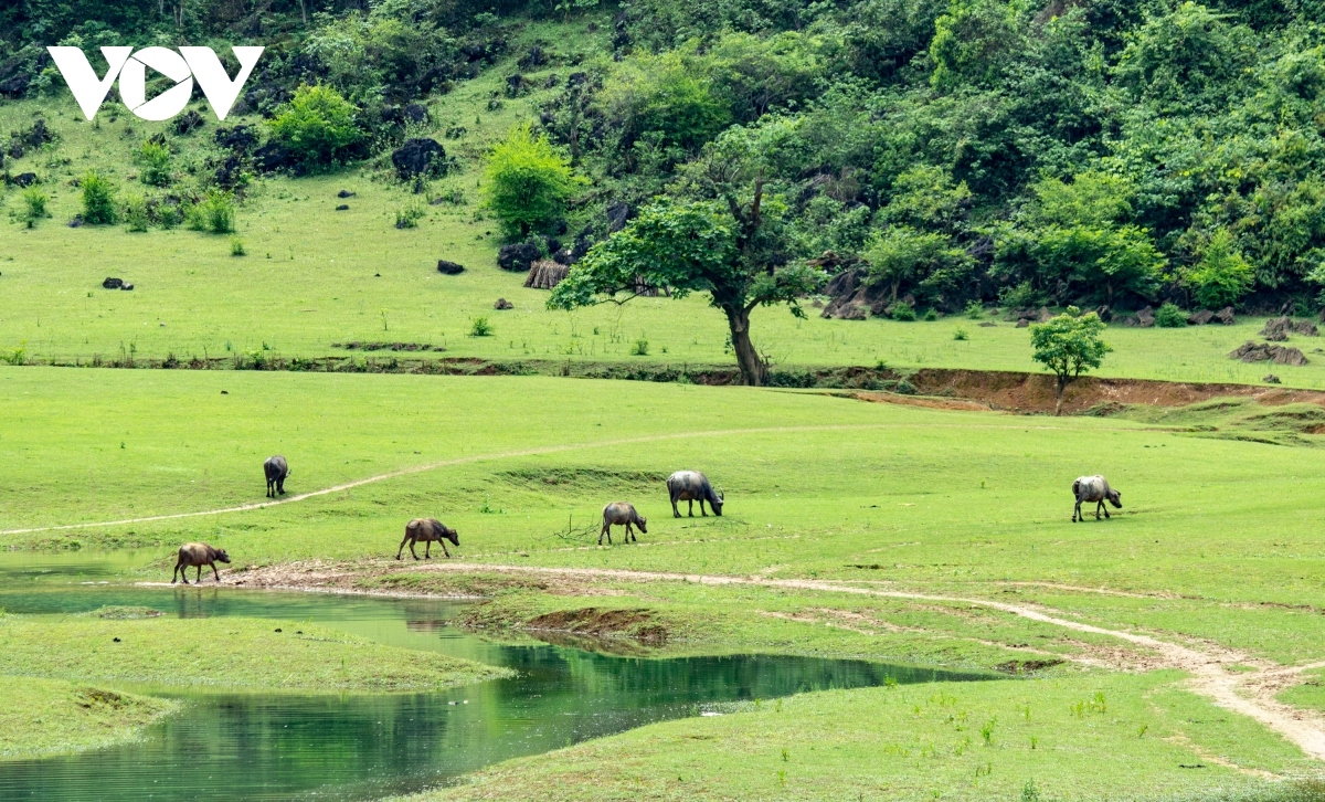 Horses and cattle leisurely graze along the side of the lake.