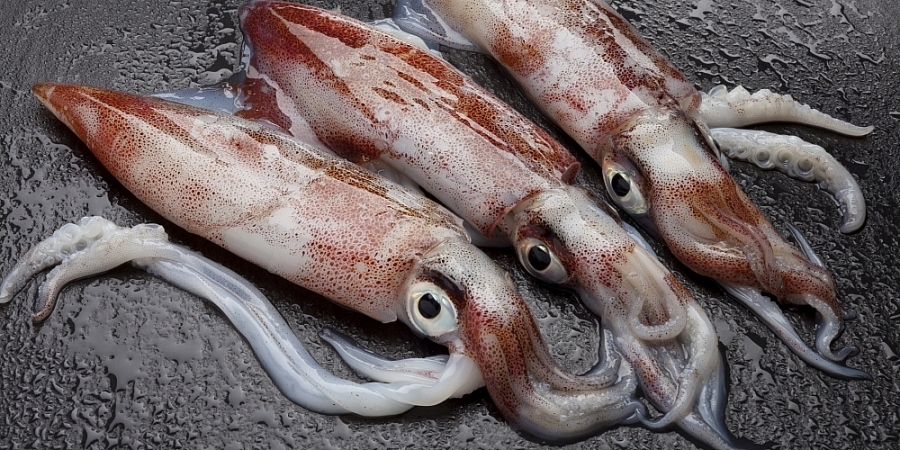 Squid and octopus exports are expected to maintain strong growth momentum in the time ahead (Photo: congthuong.vn)