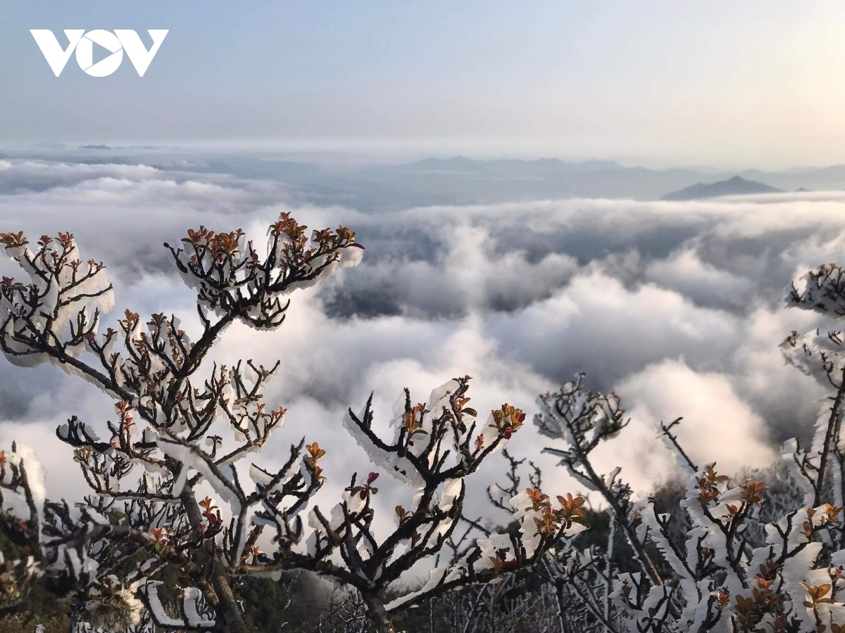 Frost starts forming on plants atop U Bo mountain in Son La province on the morning of April 3.