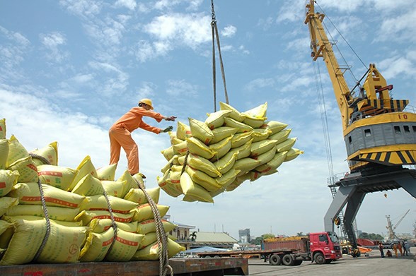 Vietnam will export 6 to 6.2 million tonnes of rice this year (Photo: hanoimoi.com.vn)