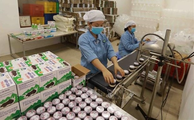 Production of yogurt at a dairy cow farming cooperative in Tam Dao, Vinh Phuc. (Photo: VNA)