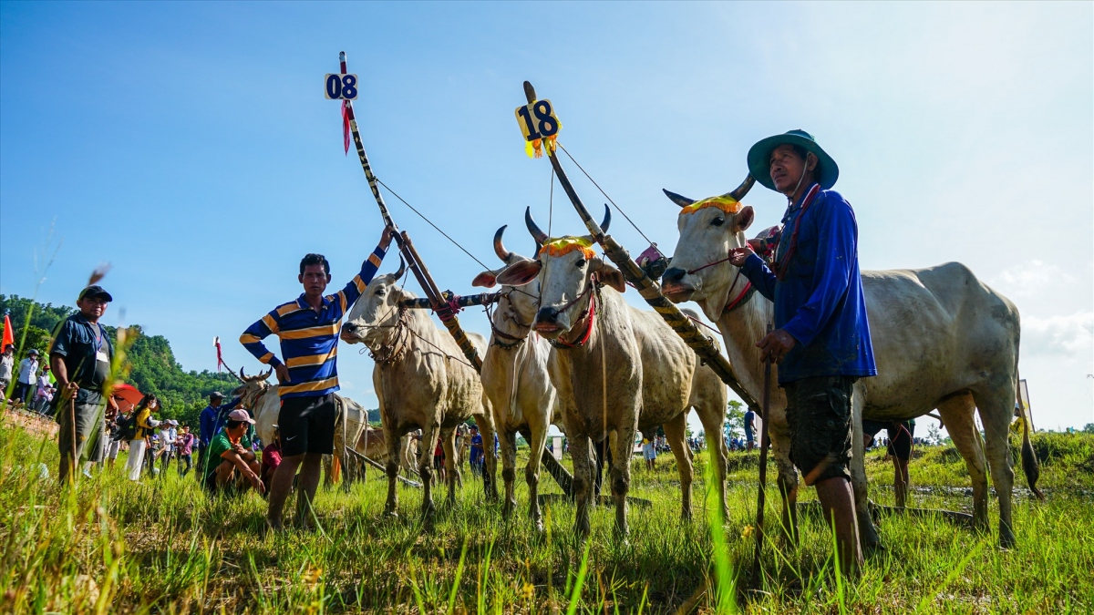 Bay Nui Ox Race is a traditional part of the Sene Dolta Festival held by local Khmer people in An Giang province as they pay tribute to their ancestors and pray for a good life. The annual festival has returned this year after a two-year hiatus caused by the COVID-19 pandemic.
