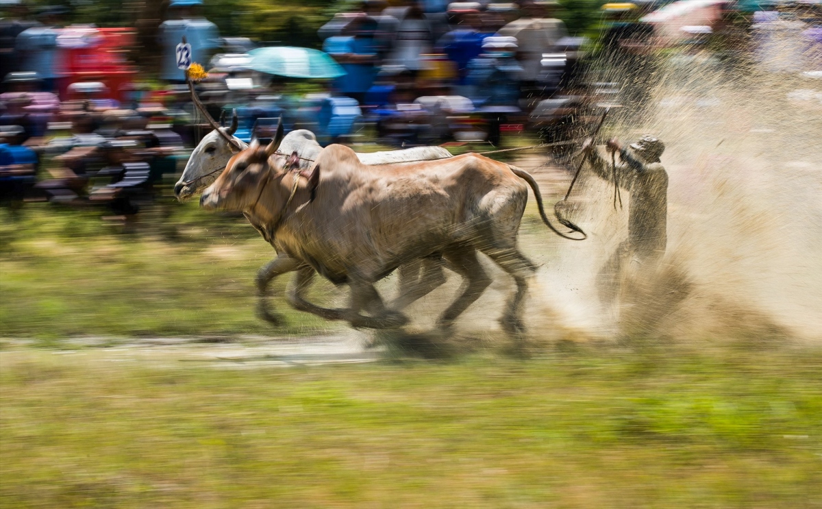 This year’s ox race is held in Tri Ton district, featuring the participation of 25 pairs of oxen from eight communes.