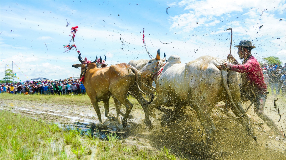 The race is considered a distinctive tourism product of An Giang province.