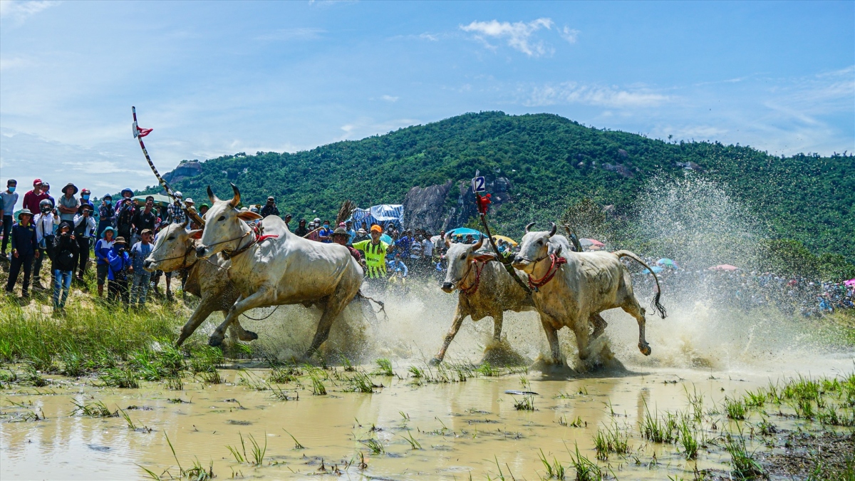 Many spectators gather close to the edge of the track as they enthusiastically catch every dramatic moment as the oxen sprint towards the finish line.