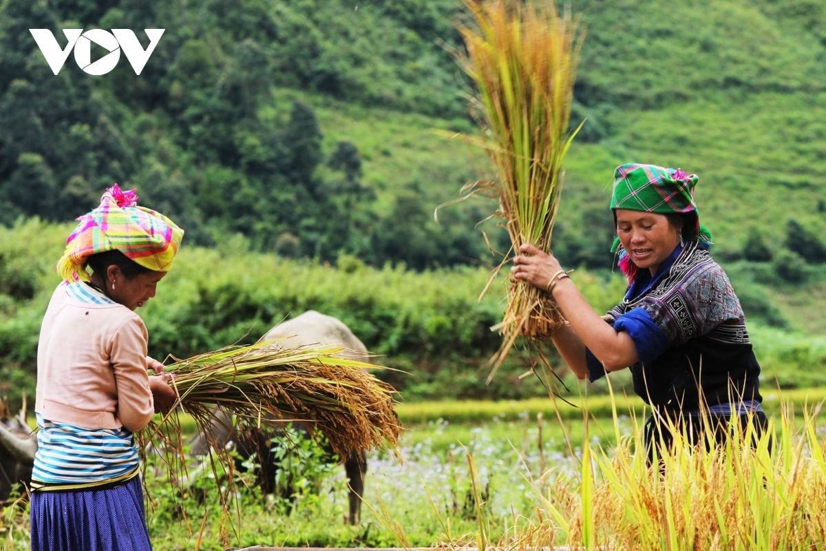 Local people working during the harvesting season