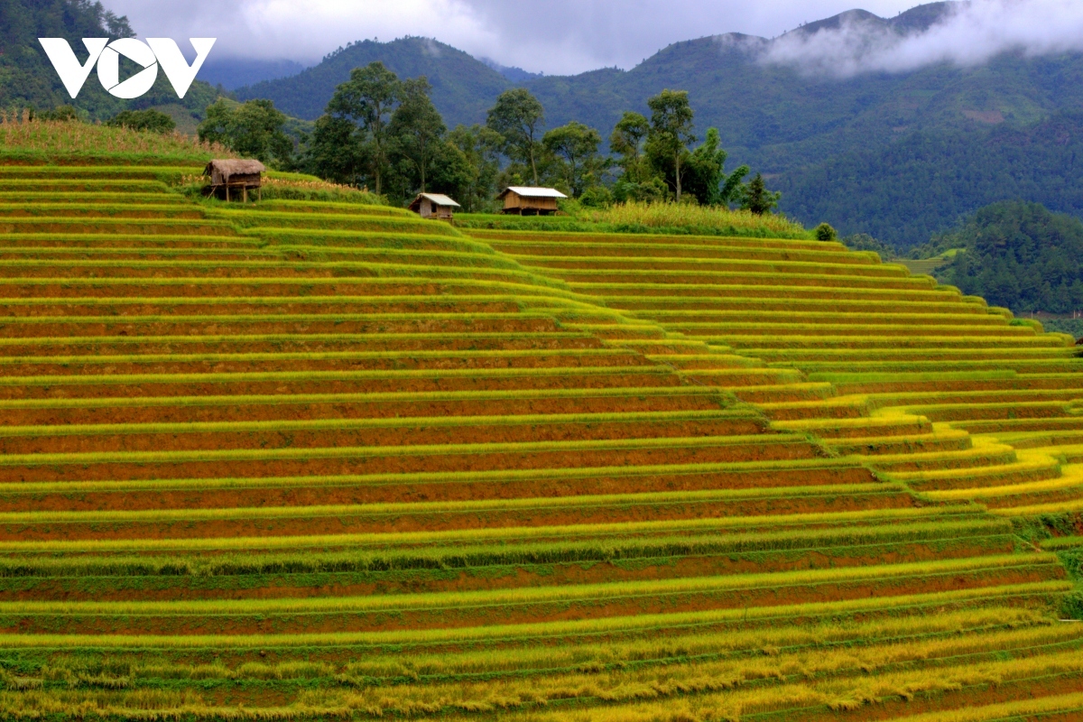 2020 saw global travel site Big 7 Travel list Mu Cang Chai in northern Vietnam, a site widely famed for its terraced rice fields, among its 50 most beautiful global destinations.