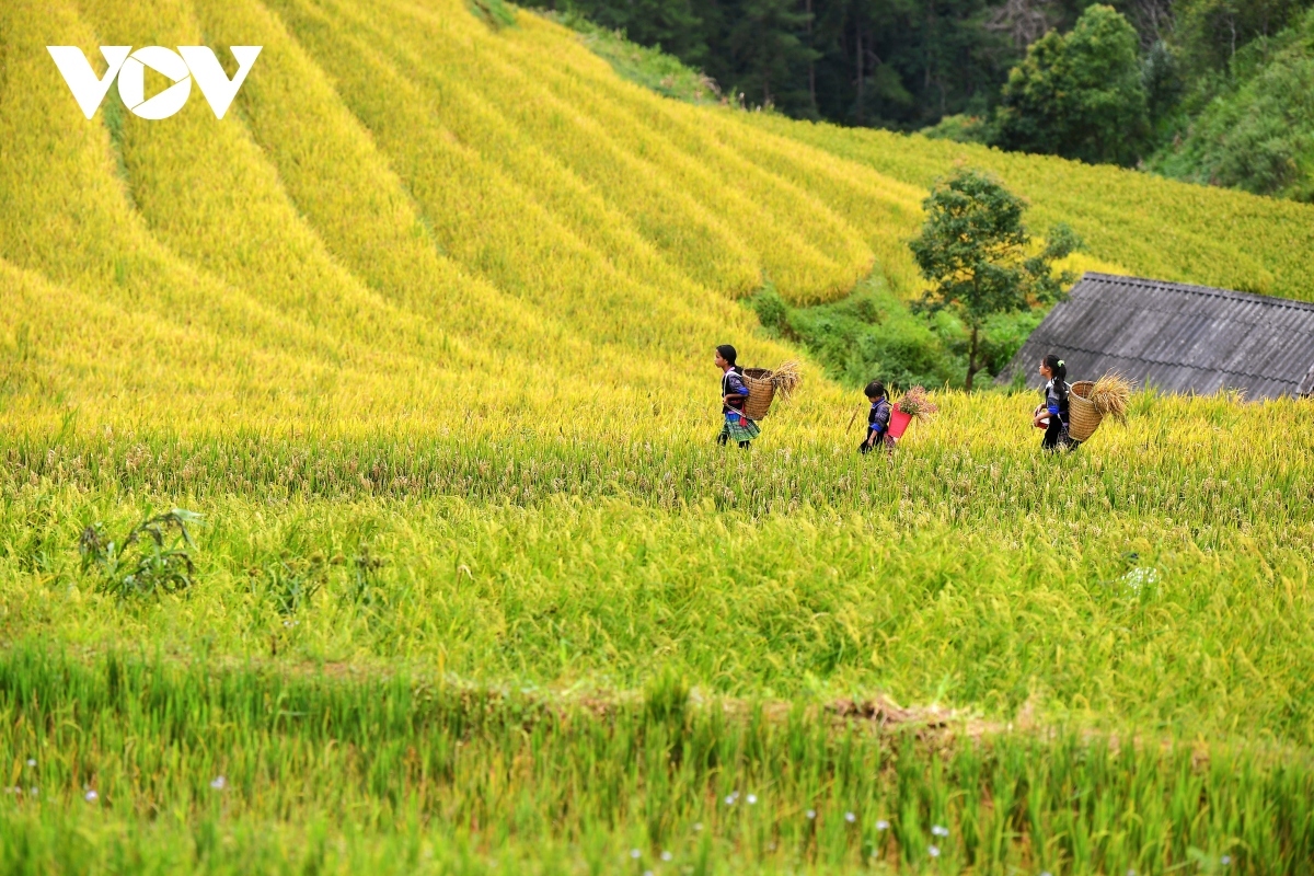 The villages of Lim Mong and Lim Thai in Cao Pha Commune attract tourists with their impressive landscapes.