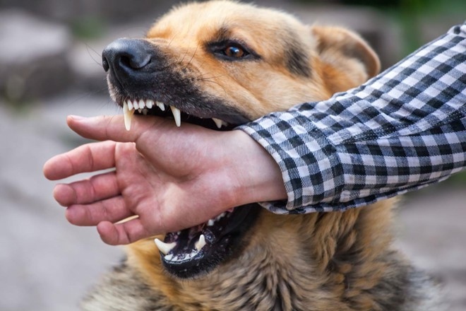 Rabies is mainly transmitted through biting or scratching, or alternatively through the lick of a rabid animal.