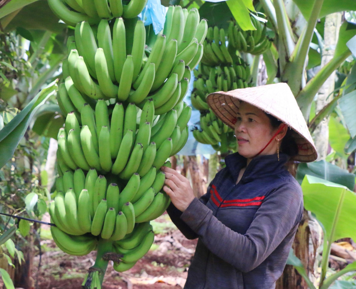Vietnam officially exports fresh bananas to China (Photo: Gia Lai Newspaper)
