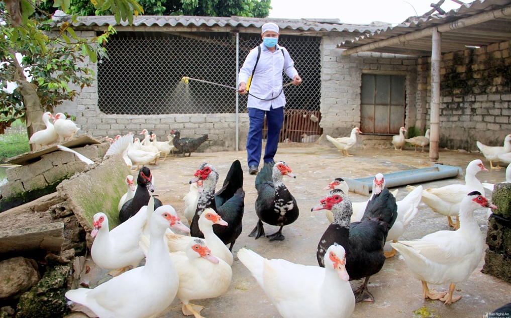 Disinfecting a farm with bird flu to prevent the virus spreading to the wider community. (Photo: hoinongdan.org.vn).