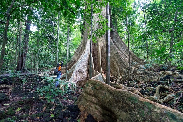 Cat Tien National Park represents the best trek in all of southern Vietnam. According to the website, the most popular trip is the half-day hike that goes from the national park headquarters in search of golden-cheeked gibbons, though this involves an early start to catch the primates’ hooting dawn chorus. “Most trekkers drop in on the Dao Tien Endangered Primate Species Centre for more simian encounters; trip fees help fund the park’s conservation activities,” it added. (Photo: Lonely Planet)