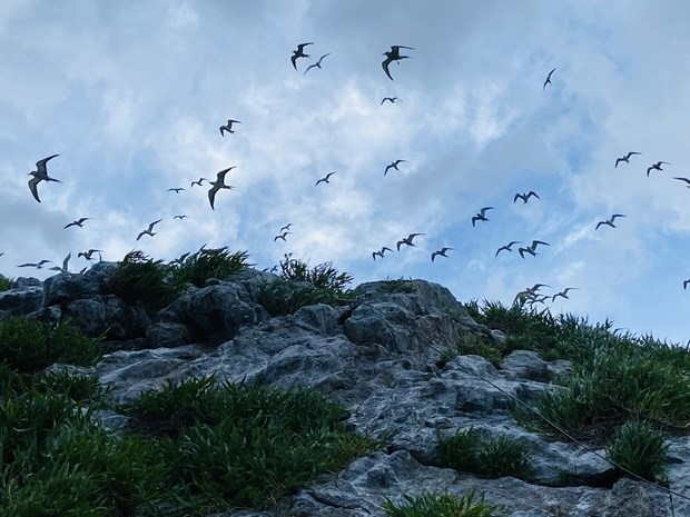 Birds at Hon Trung Island in Ba Ria - Vung Tau (Photo: Ngoc Son)