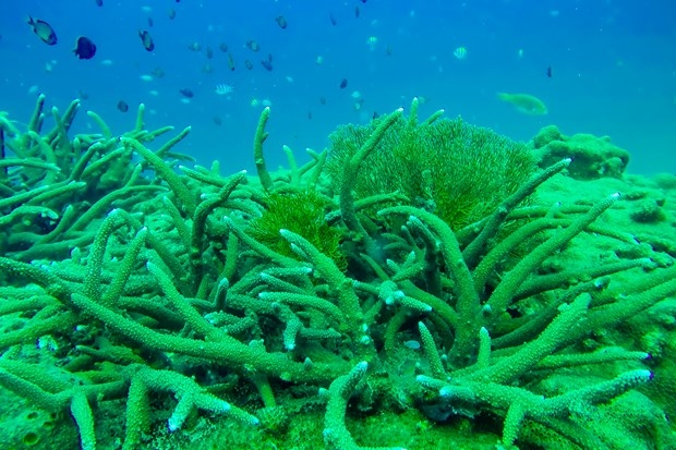 The diverse marine ecosystem in Ba Ria-Vung Tau (Photo: Ngoc Son)