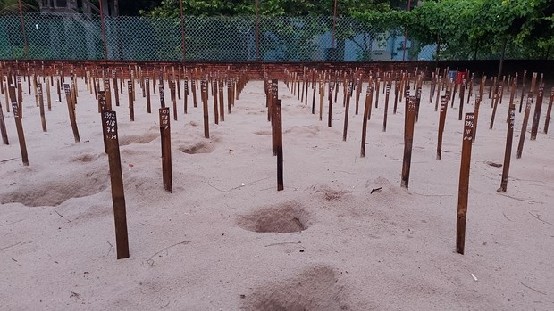 Turtle hatchery at Bay Canh Island-Con Dao National Park. (Photo: Ngoc Son)