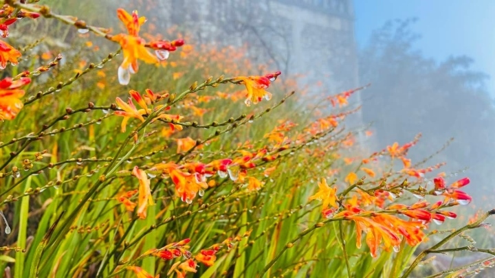 At a lower altitude, the gladiolus garden and the train station to the Fansipan mountain see the ice melt after three hours.
