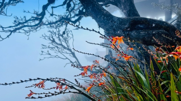 This is the first time since the beginning of winter this year, ice and frost have been recorded on the Fansipan mountain peak.