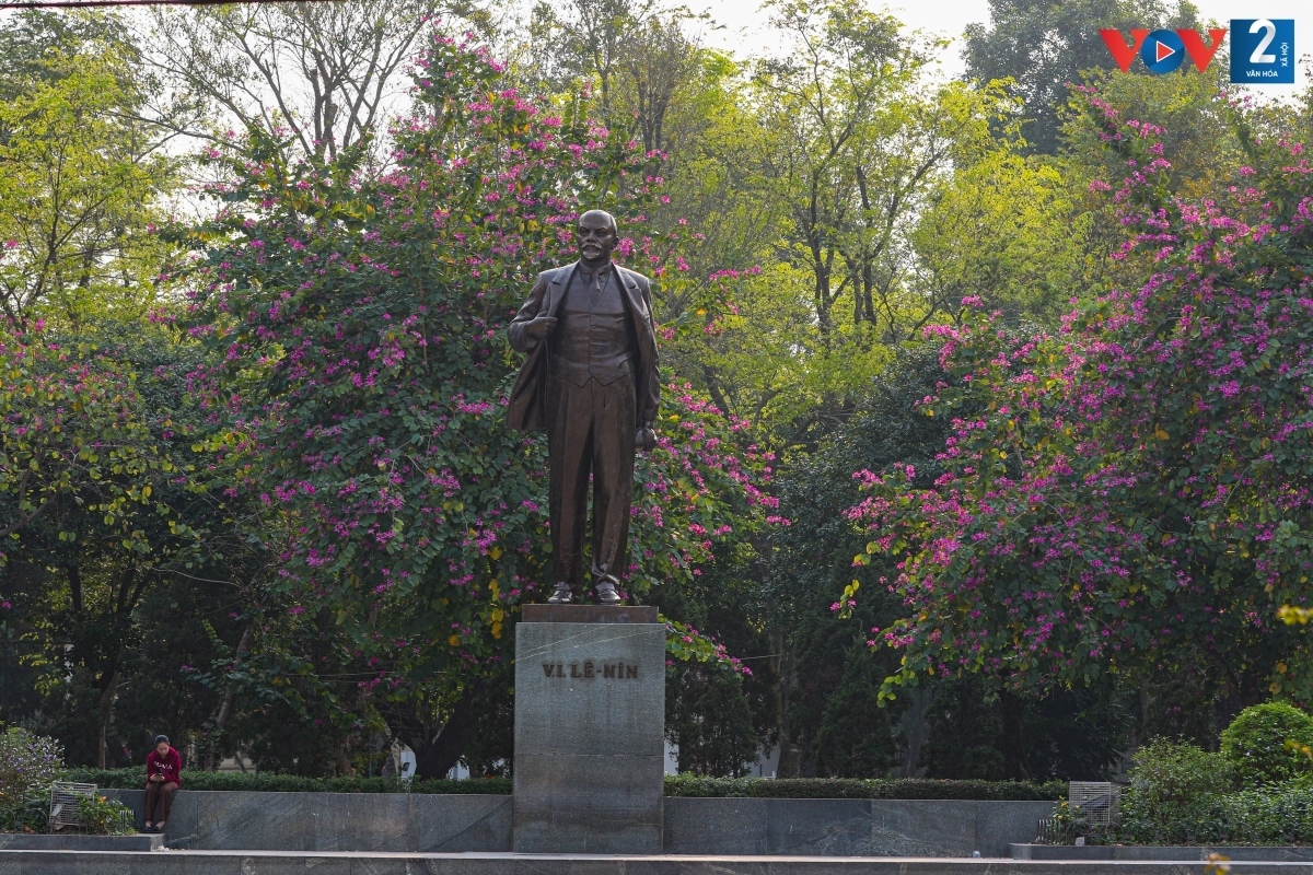 Ban flowers are spotted around Lenin statue on Dien Bien Phu street.