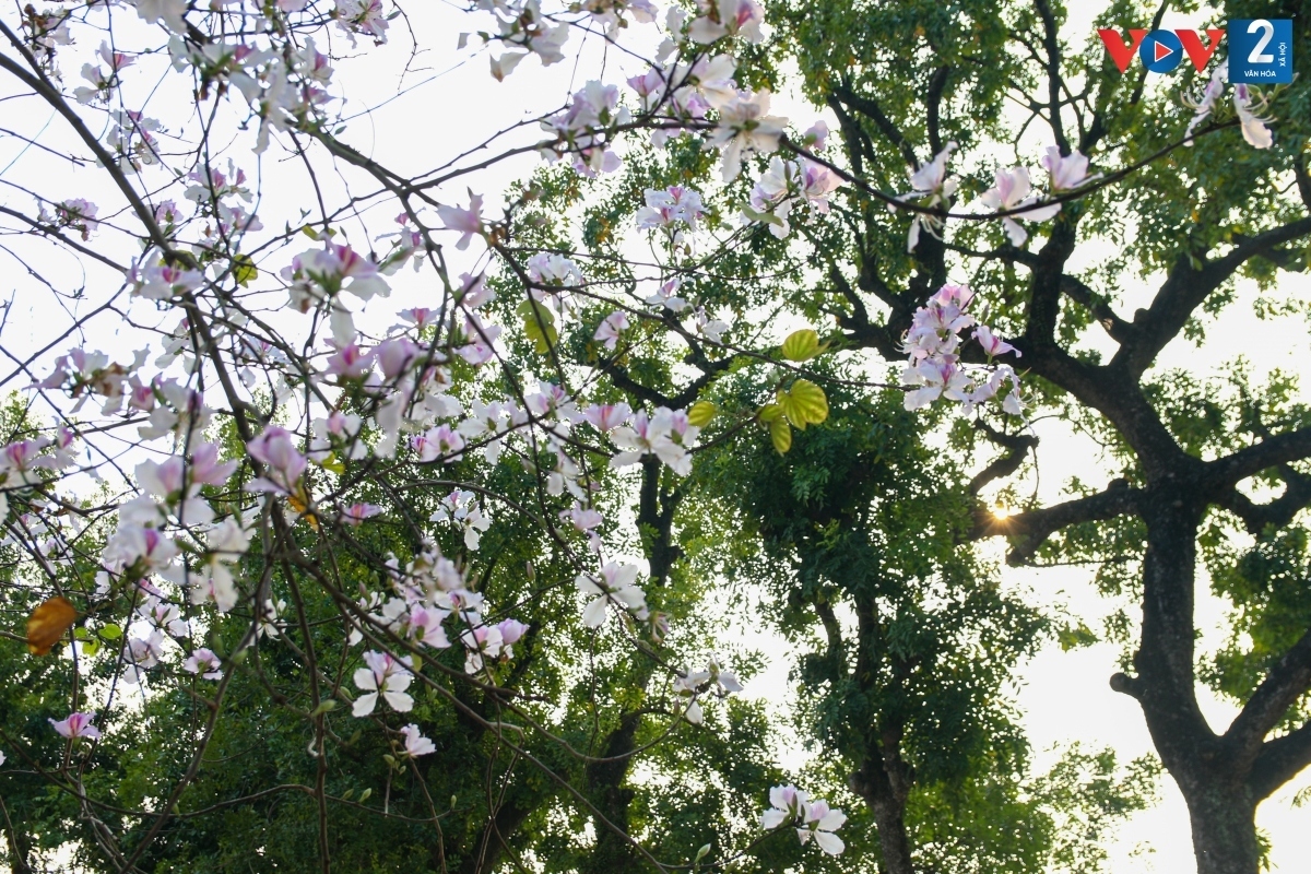 It is an ideal opportunity chance to enjoy a peaceful and fresh atmosphere when strolling around Hanoi where the Ban flowers are in full bloom.