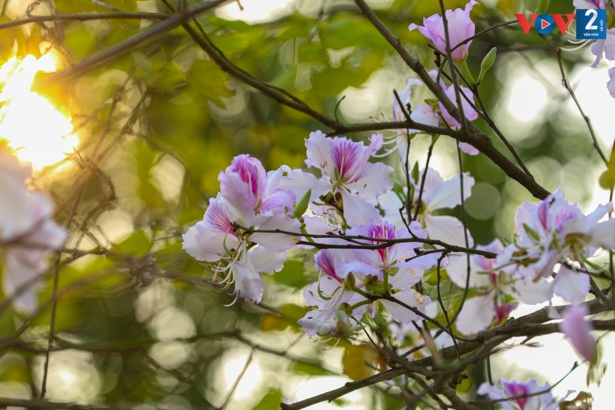 The Ban flower season typically starts in spring, with the flowers adorning Hanoi’s streets with their pure beauty. They can come in white or red, but the majority are purple.