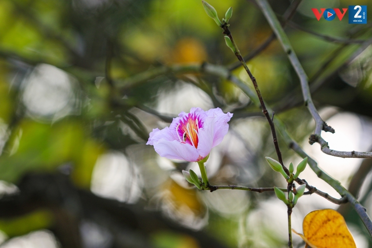 The emergence of the flowers serves to beautify the capital’s streets due to its soft pink and purple colours.