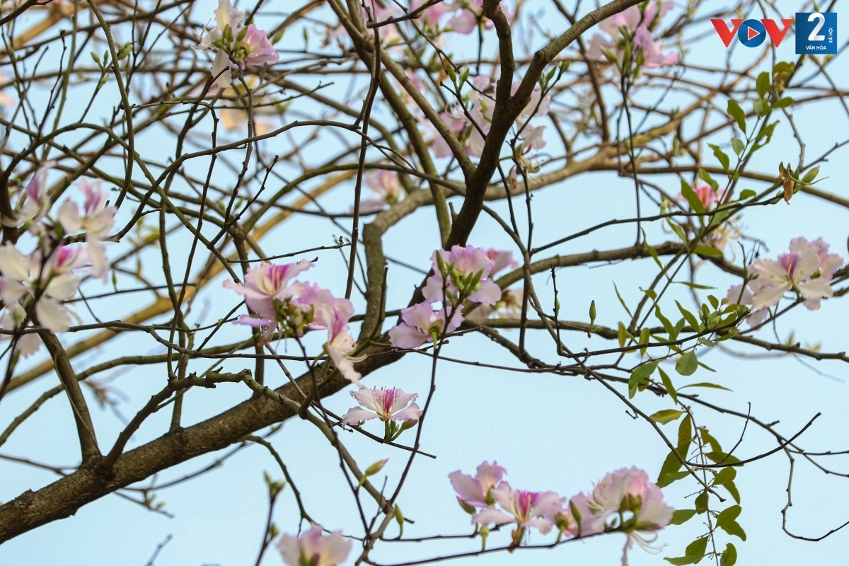 Each flower contains four or five petals, with each one featuring bright pink veins.