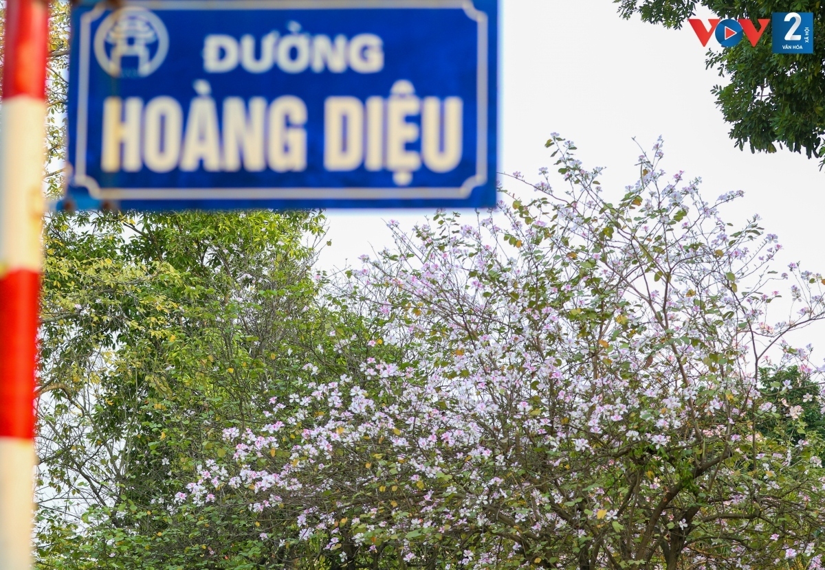 Local people who wander around Bac Son and Hoang Dieu streets can easily find the beautiful flowers in bloom.