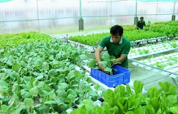 Organic vegetable farming in a net house