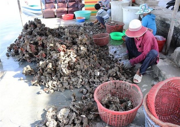 Workers classify oysters after harvesting.