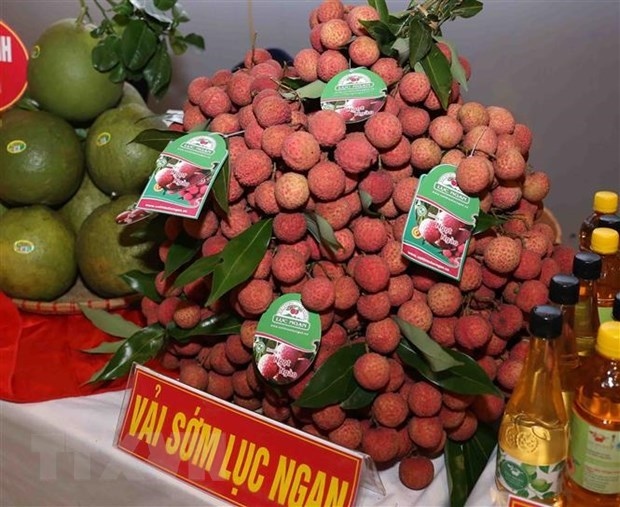 Luc Ngan "thieu" lychee is the first agricultural product of Vietnam granted a certificate of geographical indication in Japan.